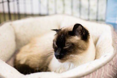 Close-up of cat sleeping at home