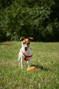 Active dog playing with toy ball on green grass at summer day. pet walking in park.