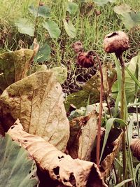 Close-up of plants