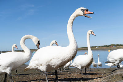 Large white mute swan swans young and cygnets in bevy group low level close up