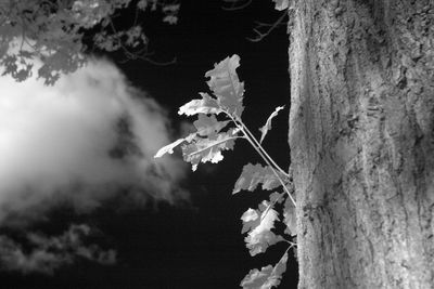 Close-up of tree against sky