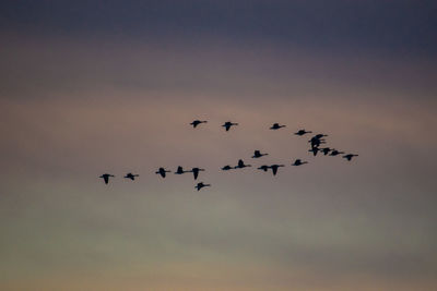 Low angle view of birds flying in sky