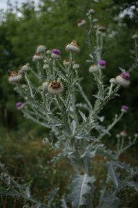 Close-up of purple flowering plant on field