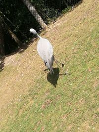 High angle view of bird perching on a field