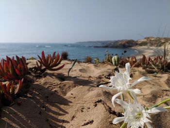 Dunes and flowers