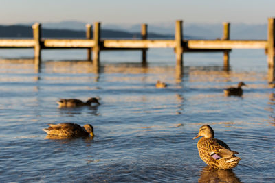 Ducks swimming in lake