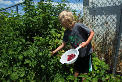 Boy picking raspberries in back yard