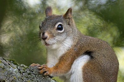 Close up of a curious red squirrel is looking for food on a sunny day at the park