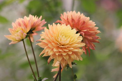 Close-up of orange flowering plant
