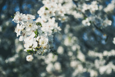 Close-up of white flowers blooming outdoors