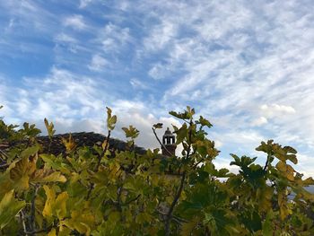 Low angle view of plants against sky