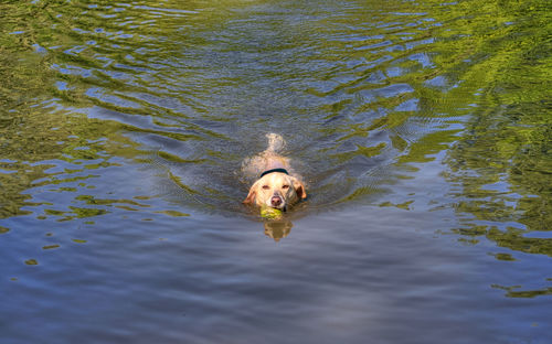 High angle view of dog swimming in river