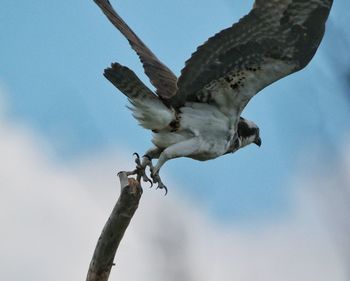 Low angle view of a bird flying