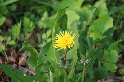 Close-up of yellow flowering plant