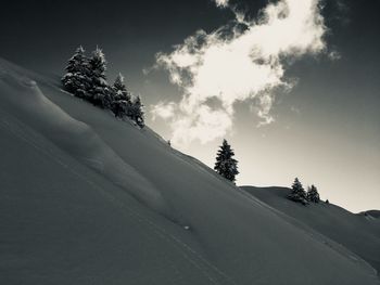 Trees on landscape against sky