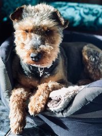 Portrait of dog sitting on sofa