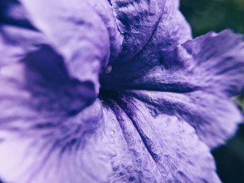 Close-up of purple flower