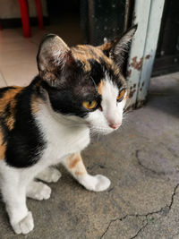 High angle view of cat looking away