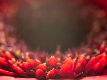 Close-up of red flowering plant