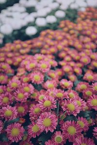 Close-up of pink flowering plants