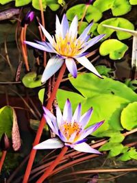 Close-up of purple water lily