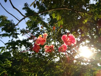 Low angle view of flowers blooming on tree