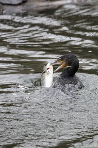 Duck swimming in lake