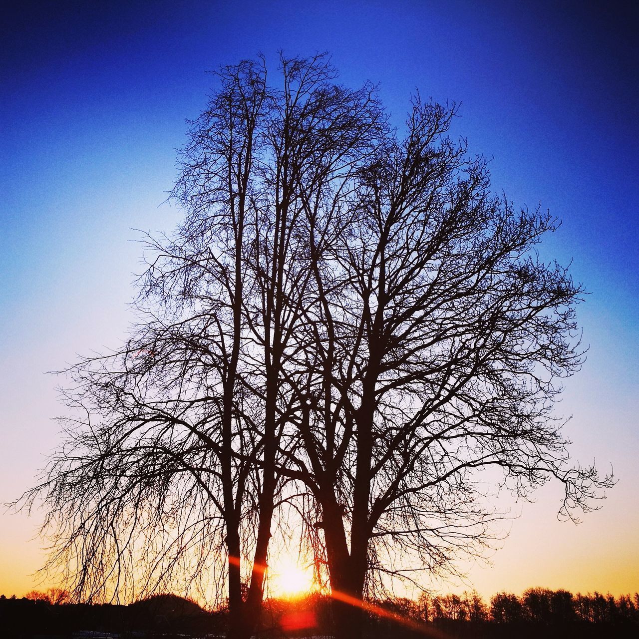 LOW ANGLE VIEW OF SILHOUETTE BARE TREES AGAINST CLEAR SKY