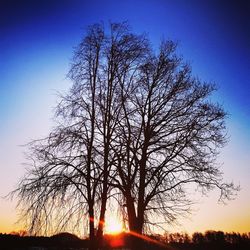 Low angle view of silhouette bare trees against sky during sunset