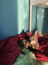 Portrait of dog relaxing on bed at home