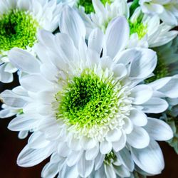 Close-up of white flowers blooming outdoors