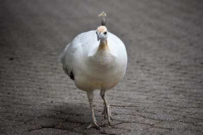 Close-up of peacock perching on land