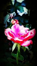Close-up of pink flowers