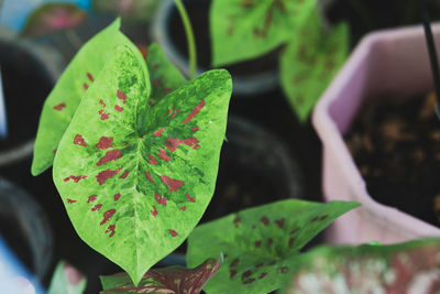 Close-up of green leaves