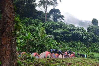 Tents on land against trees in forest