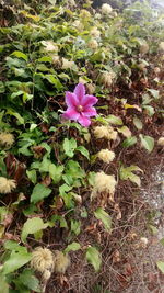 Close-up of pink flowering plant on field