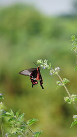 Butterfly on flower