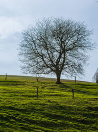 Bare tree on field against sky