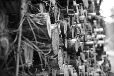 Stack of logs in forest