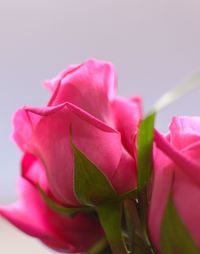 Close-up of pink rose