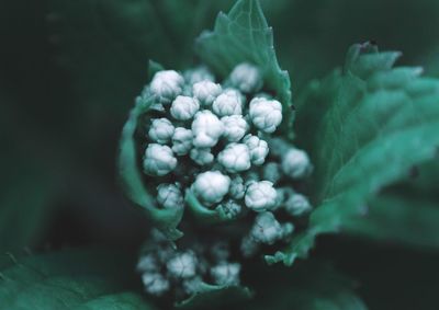 Close-up of flowering plant