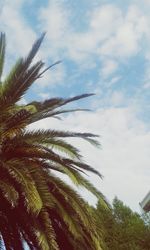 Low angle view of palm trees against cloudy sky