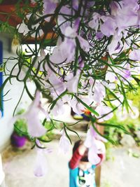 Close-up of white flowering plant against wall