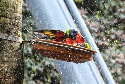 Close-up of parrots playing with water