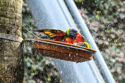 Close-up of bird in water