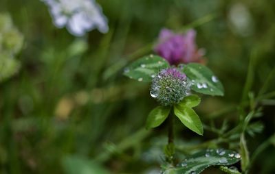 Close-up of wet purple flower
