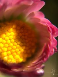 Close-up of flower against blurred background