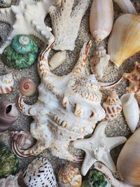 Collection of beautiful seashells
