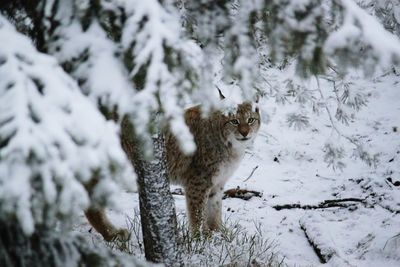 Wild cat in snow covered field