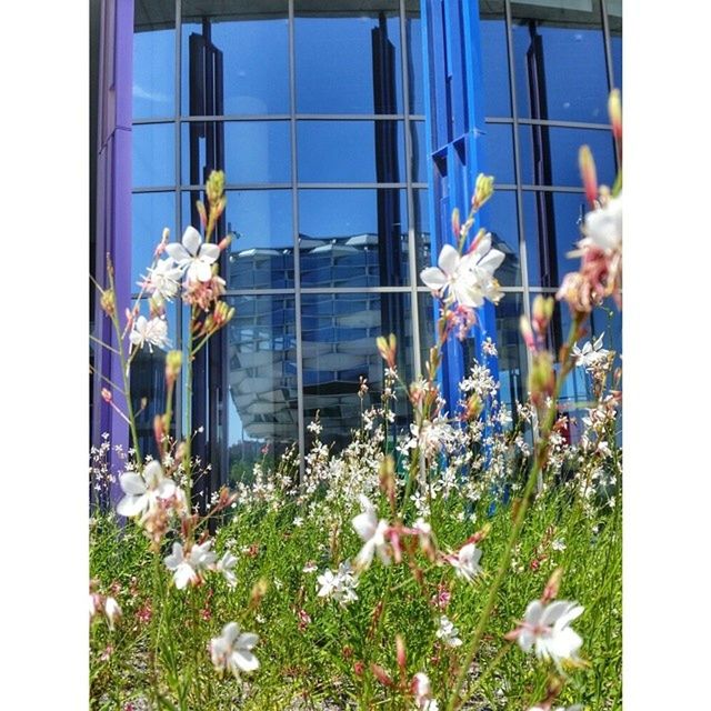 flower, fragility, window, built structure, glass - material, plant, building exterior, architecture, transfer print, freshness, blooming, growth, auto post production filter, petal, house, indoors, day, flower head, nature, no people
